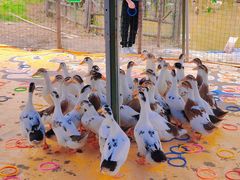 -武汉紫薇都市田园