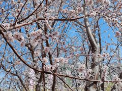 -桃花堤公园
