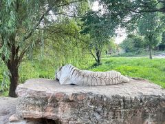 -上海野生动物园