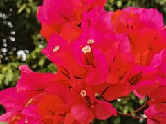 -松山湖梦幻百花洲