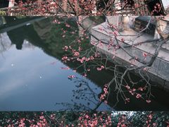 -红梅公园