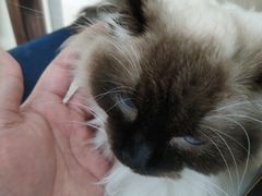 -鼓捣猫呢主题猫咖店