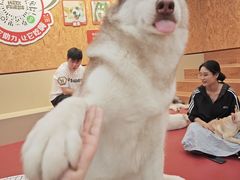 -和它·交个朋友·狗咖猫咖(爱琴海店)