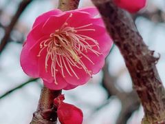 -顾村公园