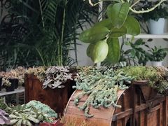 -三圣花乡旅游区