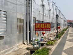 -喜杨洋草莓采摘园