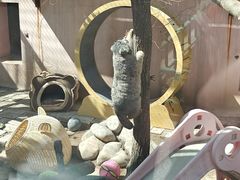 -青藏高原野生动物园