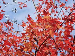 -顺峰山公园
