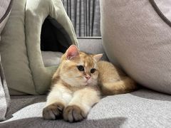 -猫大福·Fortune Cat猫舍(百子湾店)