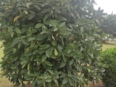 -侯臣咖啡文化村