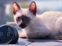 -欣宠猫屋·矮脚拿破仑·蓝金金渐层