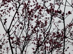 -映月湖公园