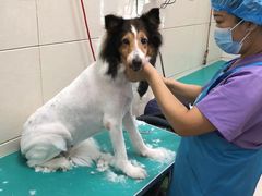 -北京观赏动物医院·24小时大型综合·猫专科·异宠专科