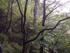 iphone_upload_pic-王顺山国家森林公园