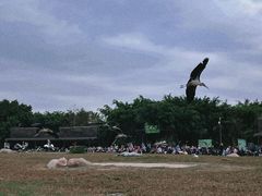 -广州长隆飞鸟乐园