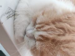 -喵园·猫主题咖啡厅·撸猫·猫咖(国贸店)