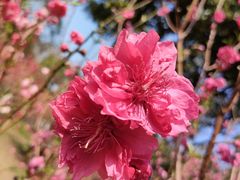 -桃花涧