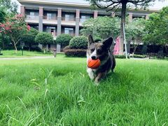 -成都安仁福朋喜来登酒店