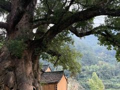 -杨家堂村