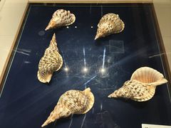 -青岛贝壳博物馆