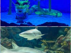 -上海海昌海洋公园