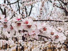 -桃花堤公园