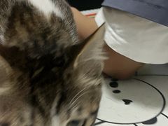 -伟伟宠物医院·瑞派猫友好医院·猫科(光谷店)