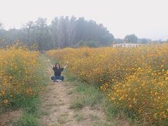 景点-北京东方普罗旺斯薰衣草庄园