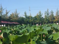 -洪湖家庭农场·团建·露营·会议