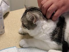 -安安宠医·安宠宠物医院