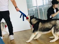-Husky Go! 哈士奇体验馆·宠物咖啡厅狗咖