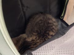 -宠颐生宠物医院·心肾内科·猫专科诊疗中心宠巢店