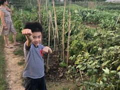 -马陆小张葡萄园农家乐