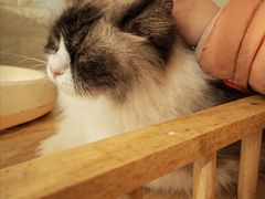 -平行世界·猫咖(首经贸店)