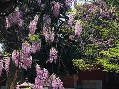 -北京国子监胡同