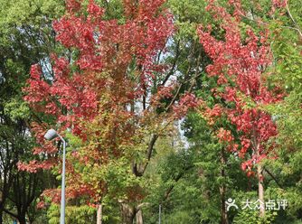 张江艺术公园占地2.8万平方米，约42亩