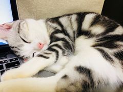 -猫大福·Fortune Cat猫舍(百子湾店)