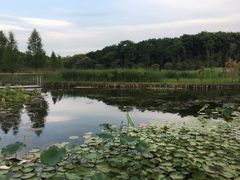 -昆山城市生态森林公园