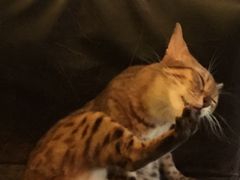 -猫色咖啡·猫咖