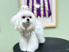 -鑫艺宠物美容培训学校