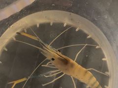-DGE季风钓虾营地·团建·聚会