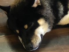 -豆柴町-柴犬主题狗咖(红鼎国际C座店)