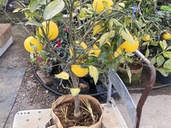 -龙大花卉苗木市场