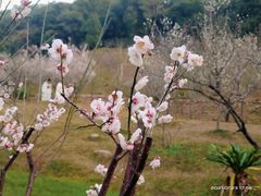 -广州市白云山风景名胜区