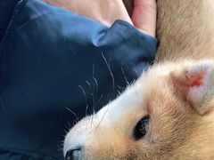 -瑞派福兴宠物医院犬猫全科·骨科·中西医结合(河东店)