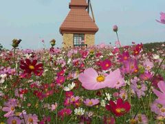 -杭州湾海上花田景区