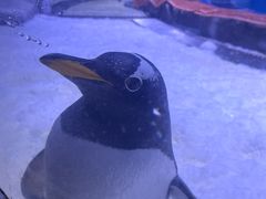 -上海海昌海洋公园