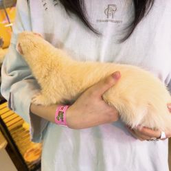 -神奇动物撸宠馆·羊驼·小浣熊·异宠(豫园店)