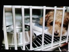-美联众合动物医院·24h京西诊疗中心