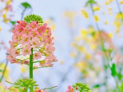 -中国天府农业博览园